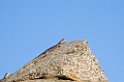 Serengeti firben